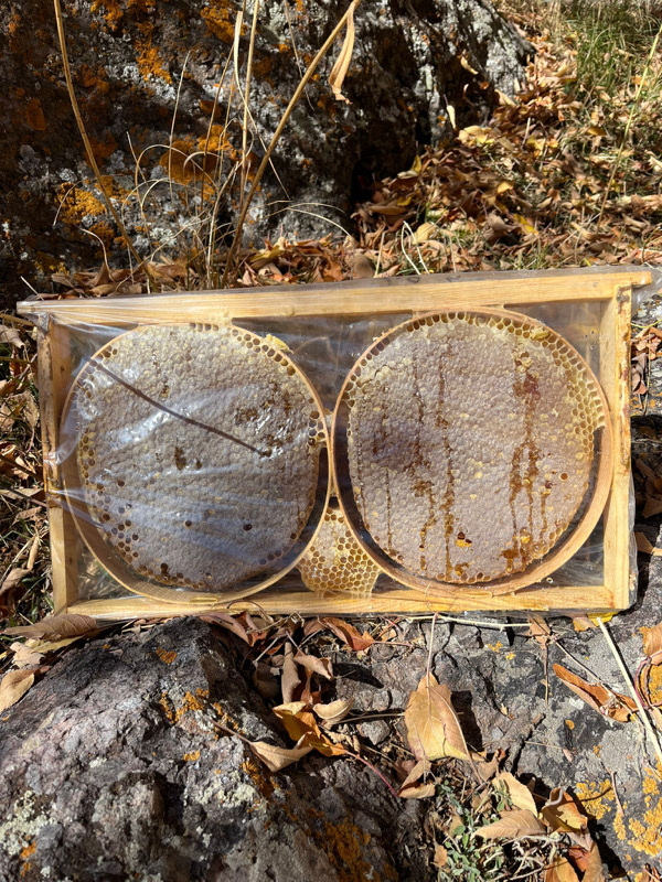 Kara Kovan Balı (Siyah Çerçeve) - 2.700 gram